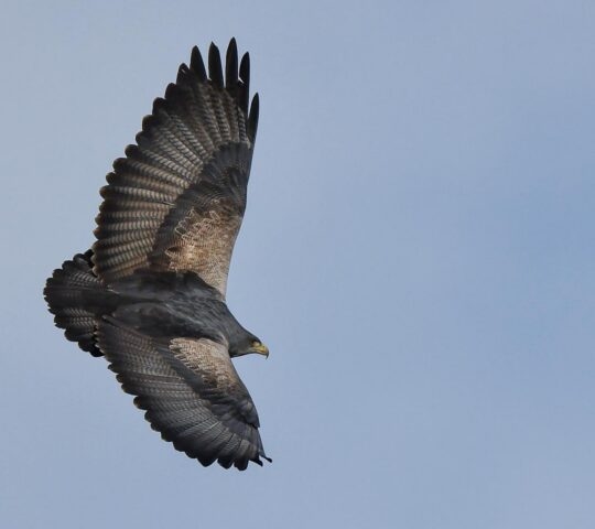 A black chested buzzard in flight against blue sky in Patagonia