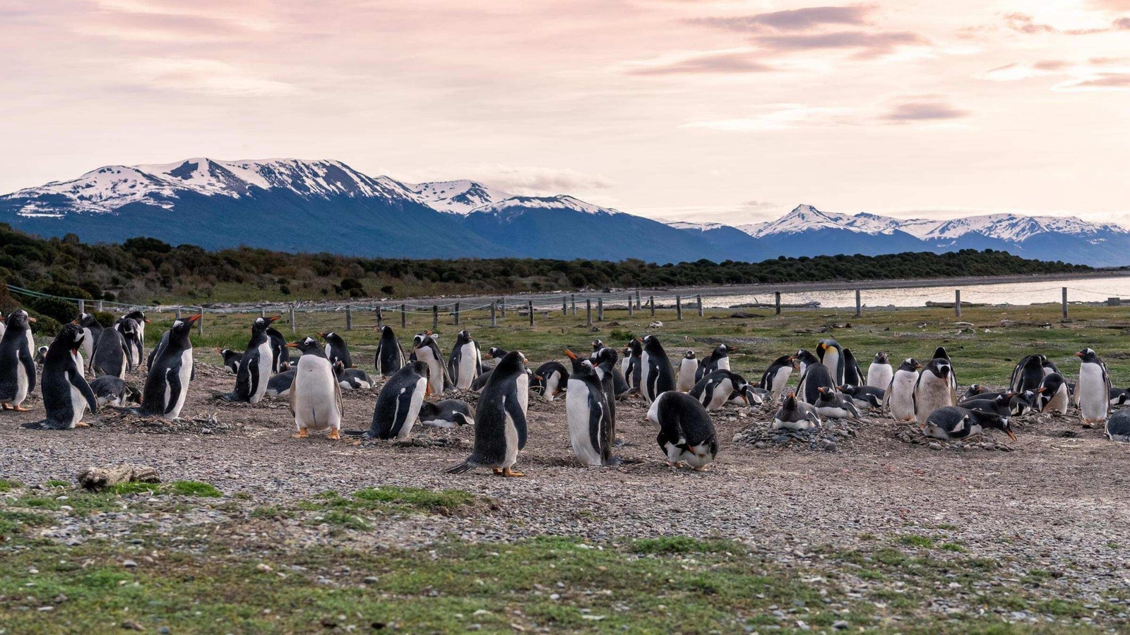 Penguins gathered on the grass with sunset sky and mountains in the background in Peninsula Valdes, Patagonia