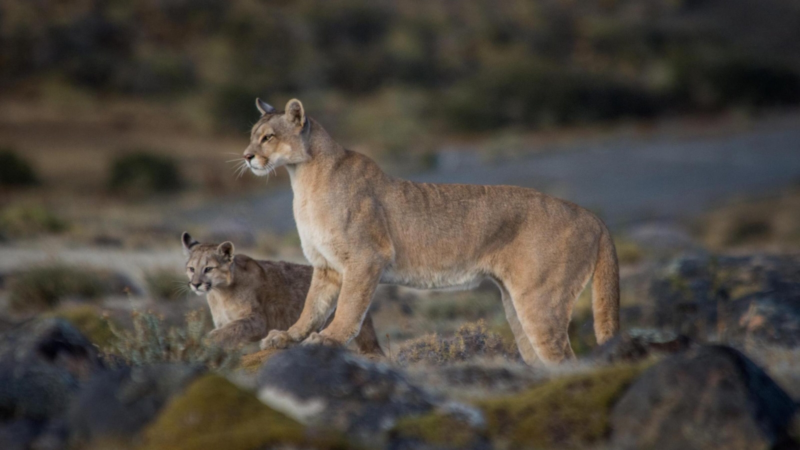 a puma stood on a grassy rock with a smaller puma lying down behind it in Torres del Paine, Patagonia