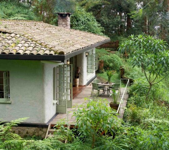A cottage with a wooden deck and patio furniture surrounded by dense green forest foliage and ferns.