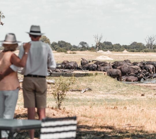 Two people watching a large herd of buffalo at a watering hole in a dry, grassy landscape.