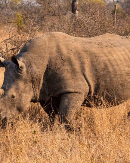 A Guide to the wildlife of Southern Africa