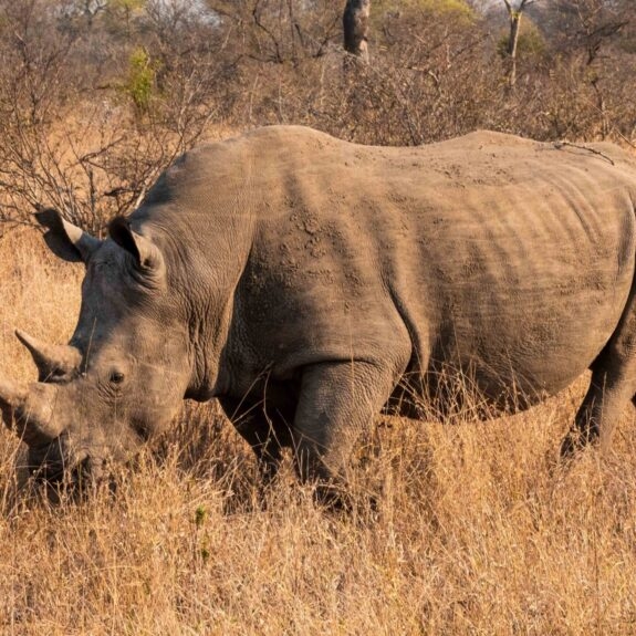 Guide to the wildlife of Southern Africa thumbnail