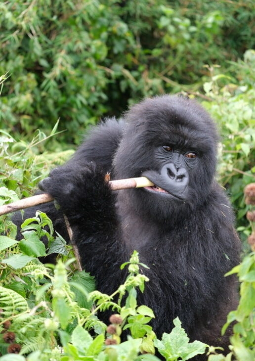 Gorillas, chimpanzees and rhinos can all be observed by trekking on foot