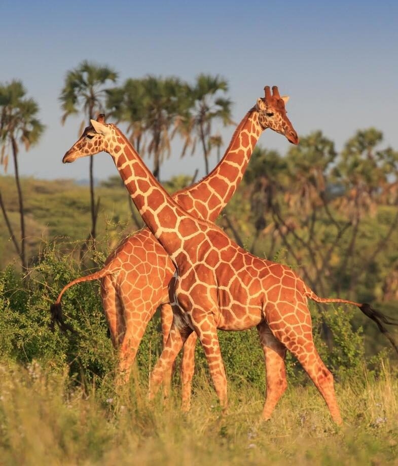 Spot giraffes in the Maasai Mara, and migrating wildebeest and zebras in the Serengeti