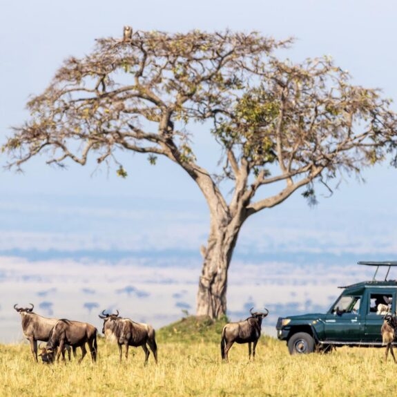 Guide to the wildlife of East Africa thumbnail