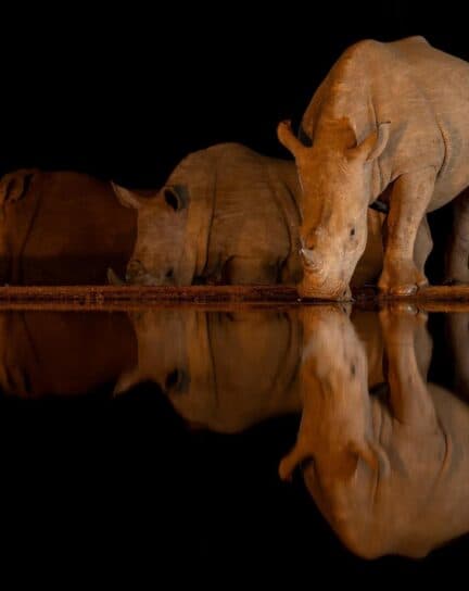 A Guide to Night Safaris