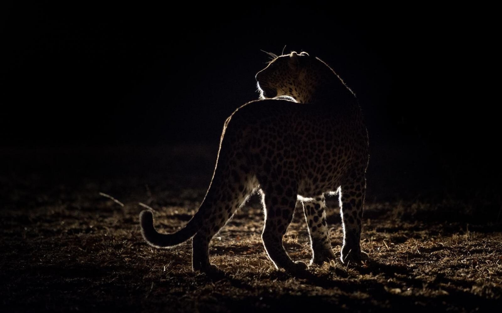 Spot big cats such as leopards searching for prey at night