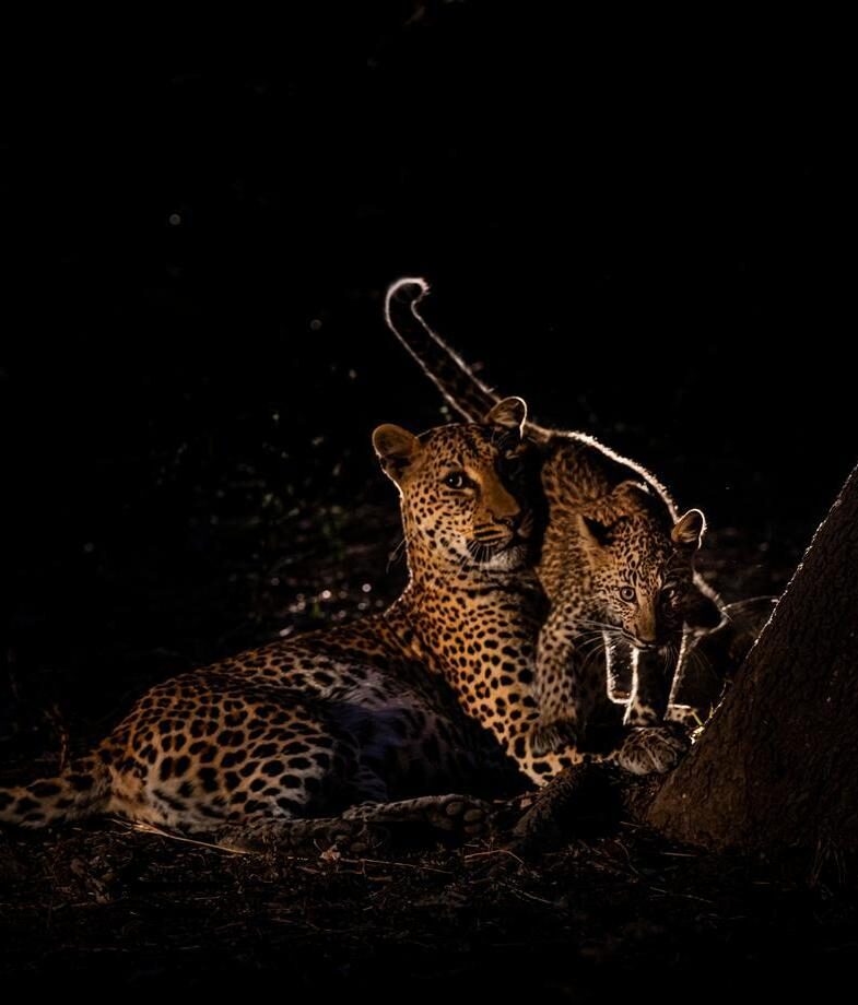 You'll see animals of all sizes, from big cats to tiny bush babies