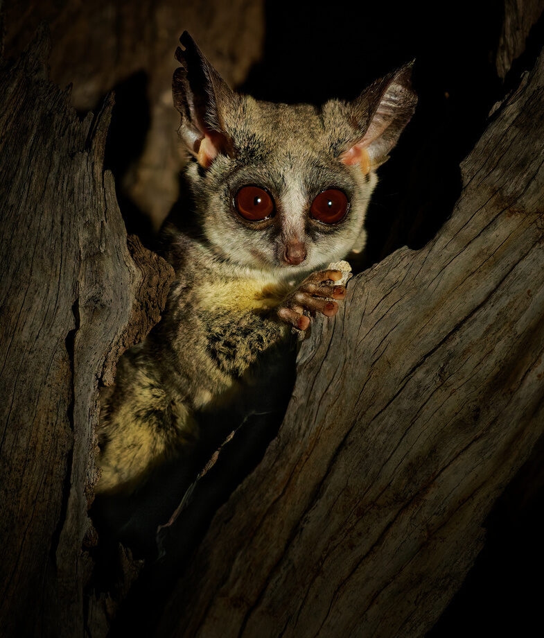 You'll see animals of all sizes, from big cats to tiny bush babies