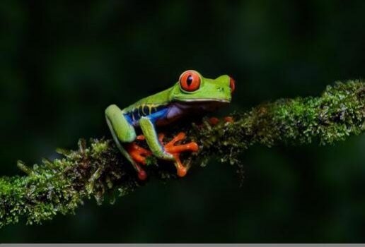 Latin America's biodiversity includes a vibrant range of colours, seen on snakes, frogs and even bioluminescence