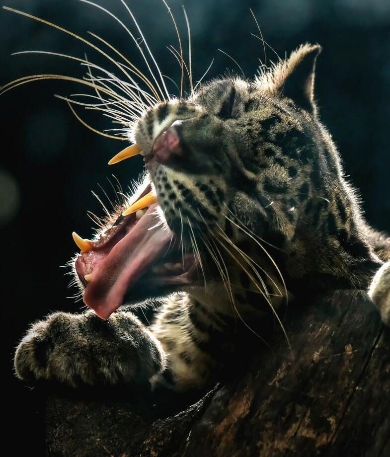 Spot endemic species such as Sunda clouded leopards and koalas