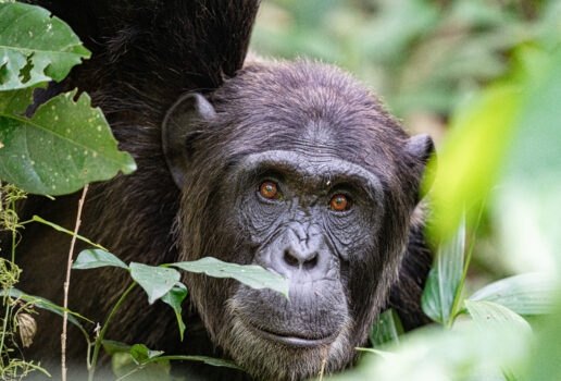 A chimpanzee surveys the forest from its tree perch, a watchful gaze from between the leaves and a pair of chimps sit together in the lush jungle.