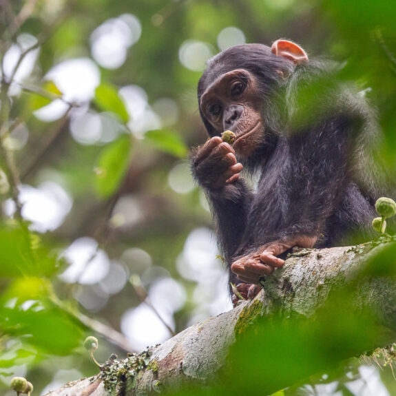 A guide to chimpanzee trekking in East Africa thumbnail