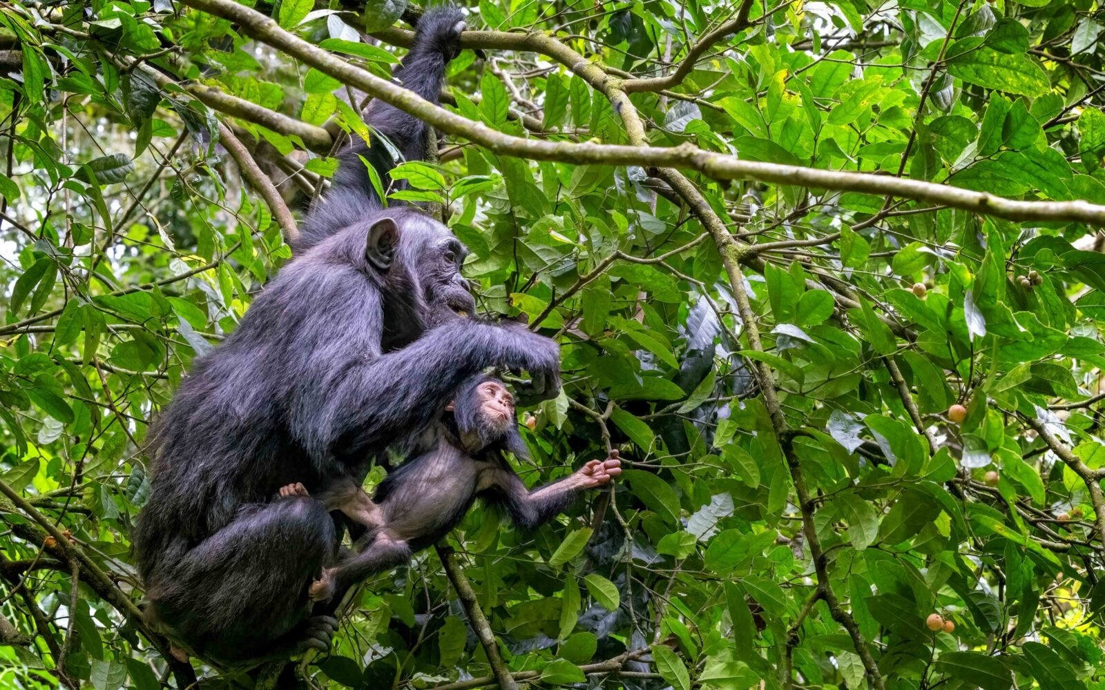 A mother and baby chimpanzee swing in the tropical rainforest of Kibale National Park in Uganda.