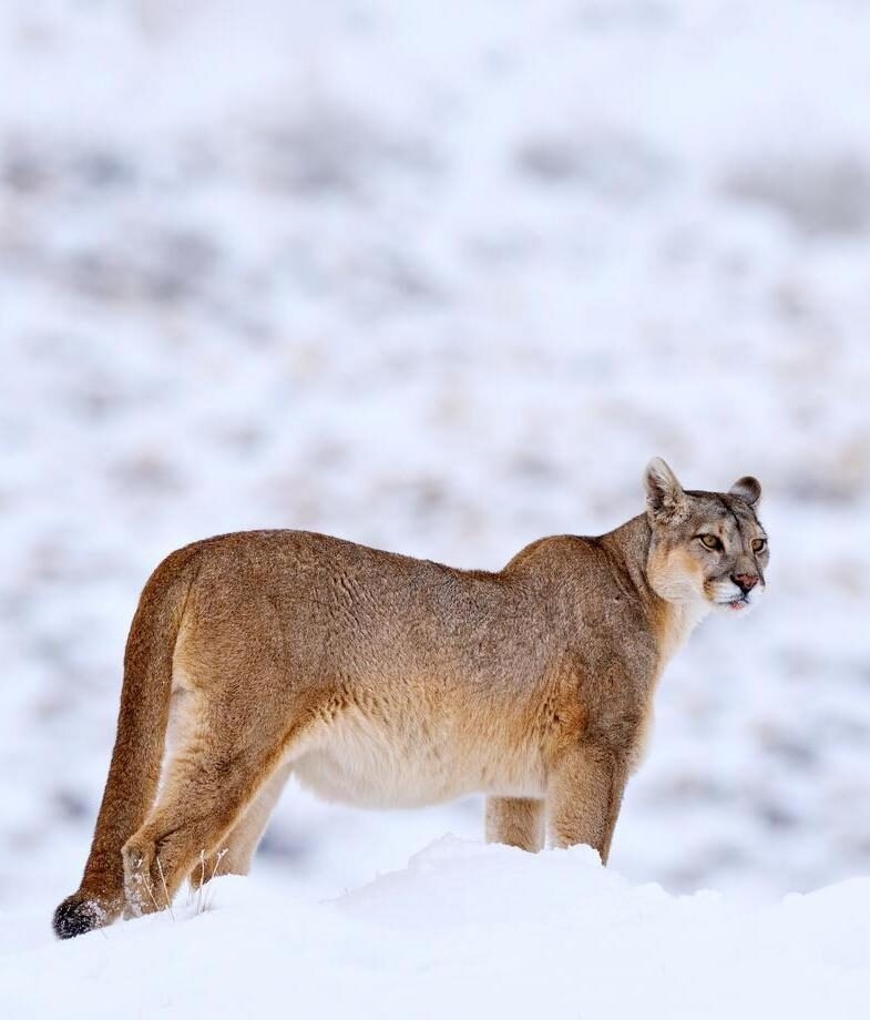Spot blue footed boobies on a Galapagos cruise, or trek through the Patagonian wilderness in search of pumas