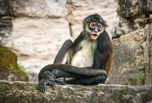 Take a canopy walk through Costa Rica's cloud forests, spot tapirs in Belize, or monkeys among the ruins of Guatemala's Tikal National Park