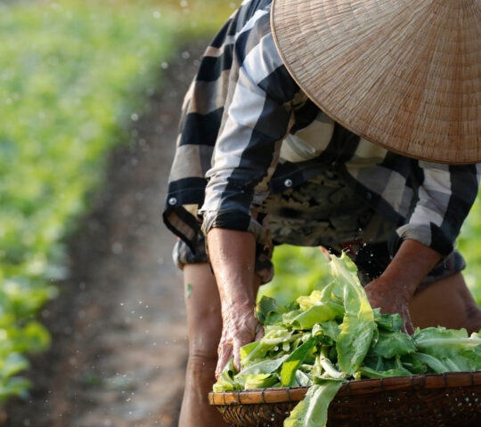A person in a conical hat leaning over a woven basket filled with leafy greens in a garden.