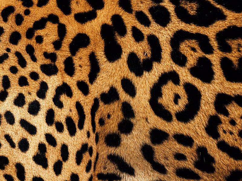 A close up image of a leopard's spots found in Costa Rica.