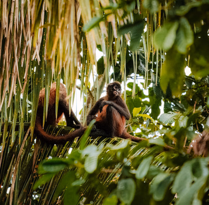 Two spider monkeys sitting on a branch surrounded by vibrant green leaves.