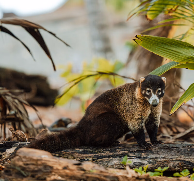 A coati, a mammal native to South America, looks directly into the camera.