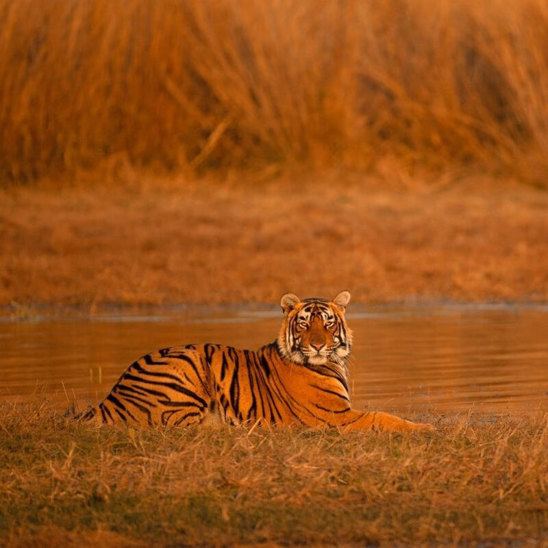 A tiger lies in the grass at the edge of a calm pond facing forward.