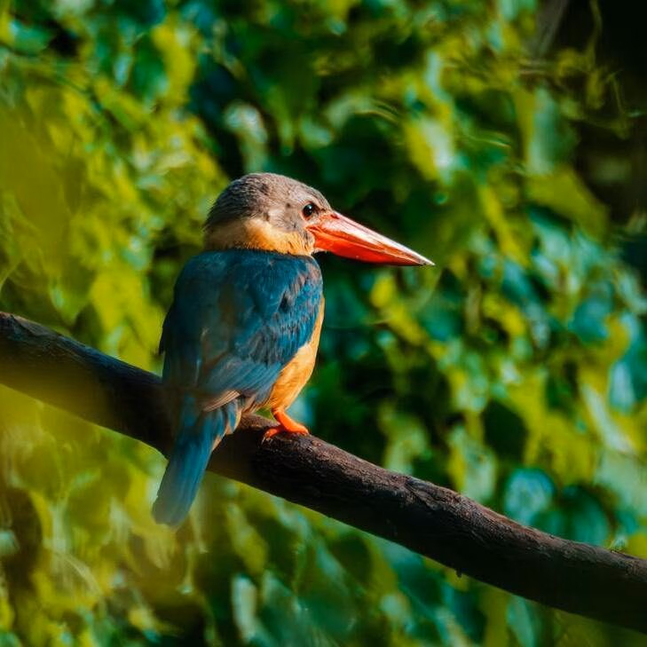 A stork-billed kingfisher sitting on a perch in Khao Yai National park.