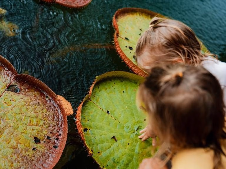 Two children enjoy exploring Thailand's natural landscape looking at giant lily pads on a pond.