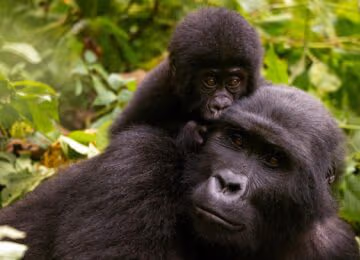 Rwanda thumbnail