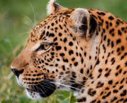 Vumbura Plains, Okavango Delta preview image