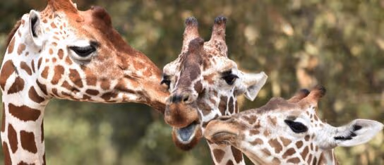 Extreme close-up of three giraffes nuzzling each other with a blurred green natural background.