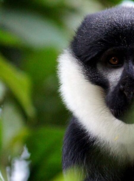 When is the Best Time to Visit Rwanda?