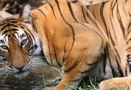 A Family Adventure in India