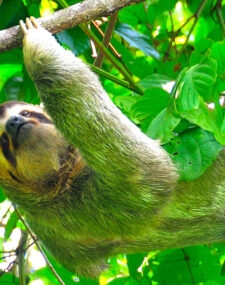 Costa Rica Family Explorer