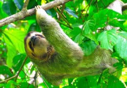 Costa Rica Family Explorer