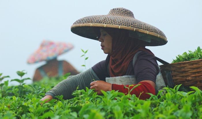 Indonesia_tea_picker_by_CIFOR