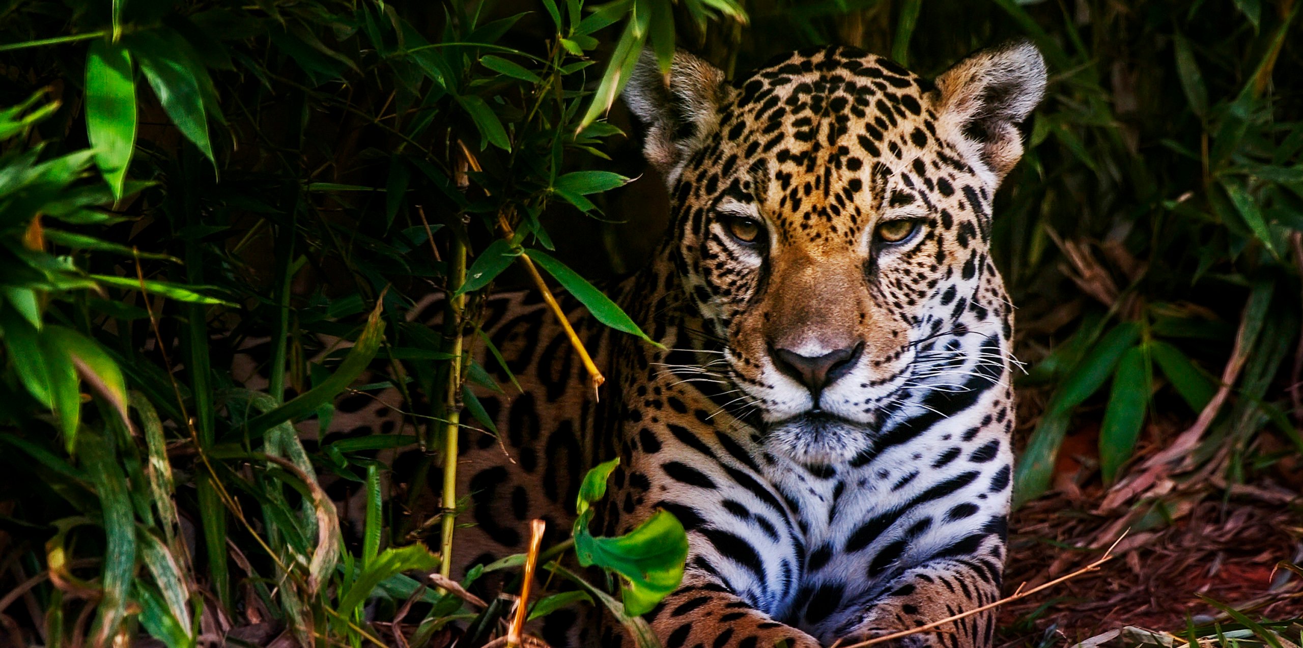 Джунгли документальные. Дальневосточный леопард. Животные сельвы. Тропические джунгли животные. Влажные тропические леса животные.