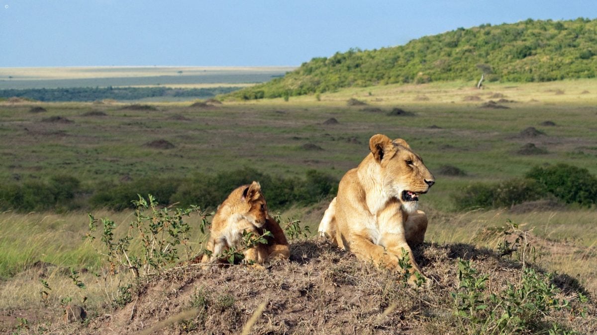 Magnificent Kenyan Safari and Waterfalls Honeymoon | Jacada Travel