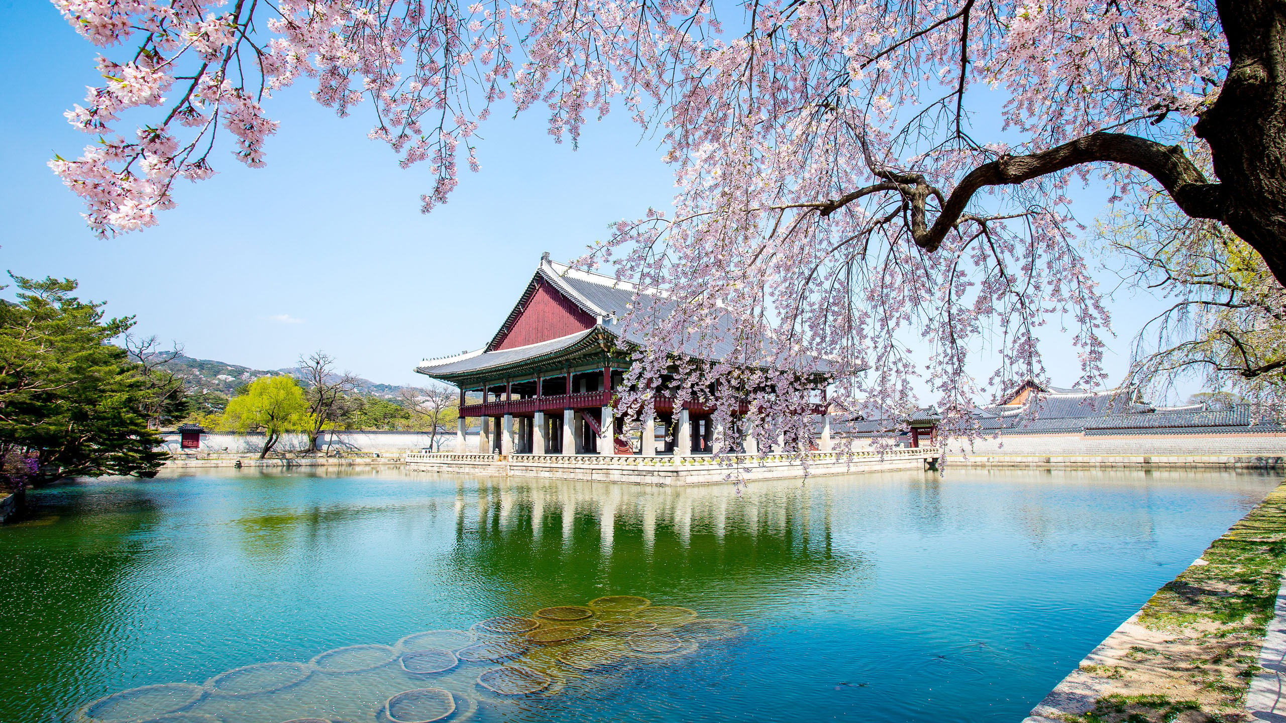 Where To See Cherry Blossom In Asia Jacada Travel