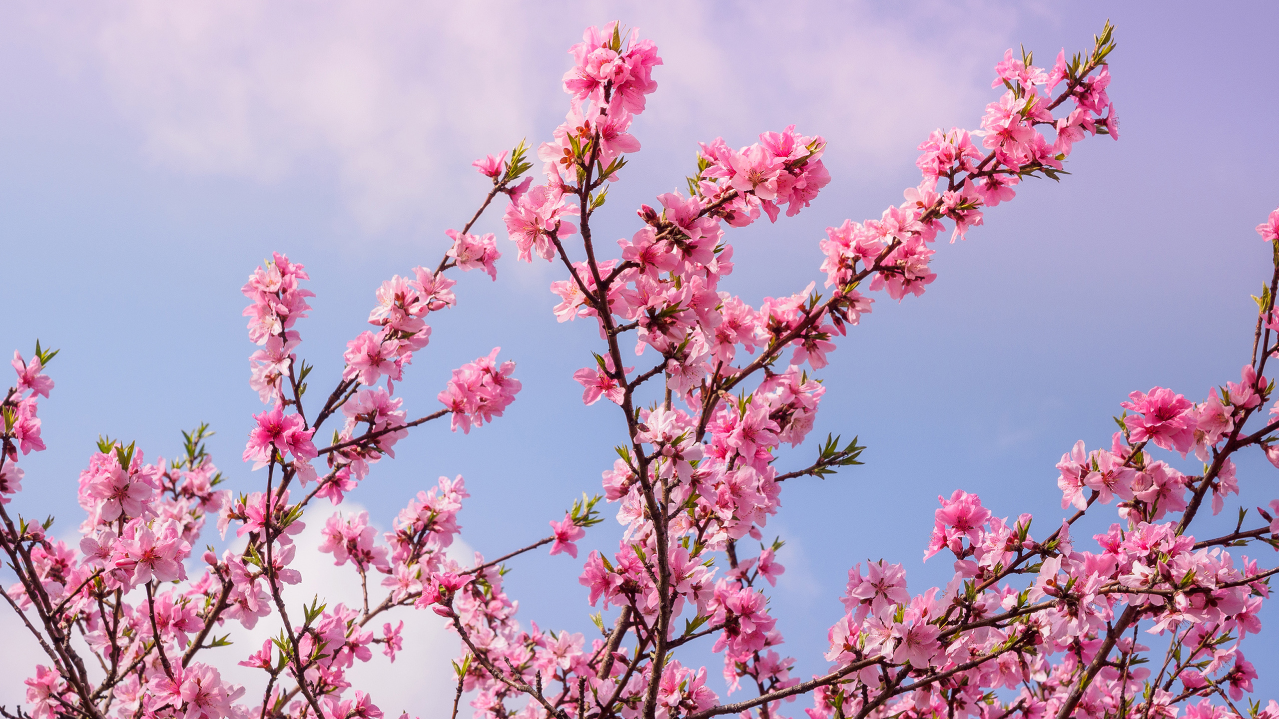 Cherry Blossom Journey