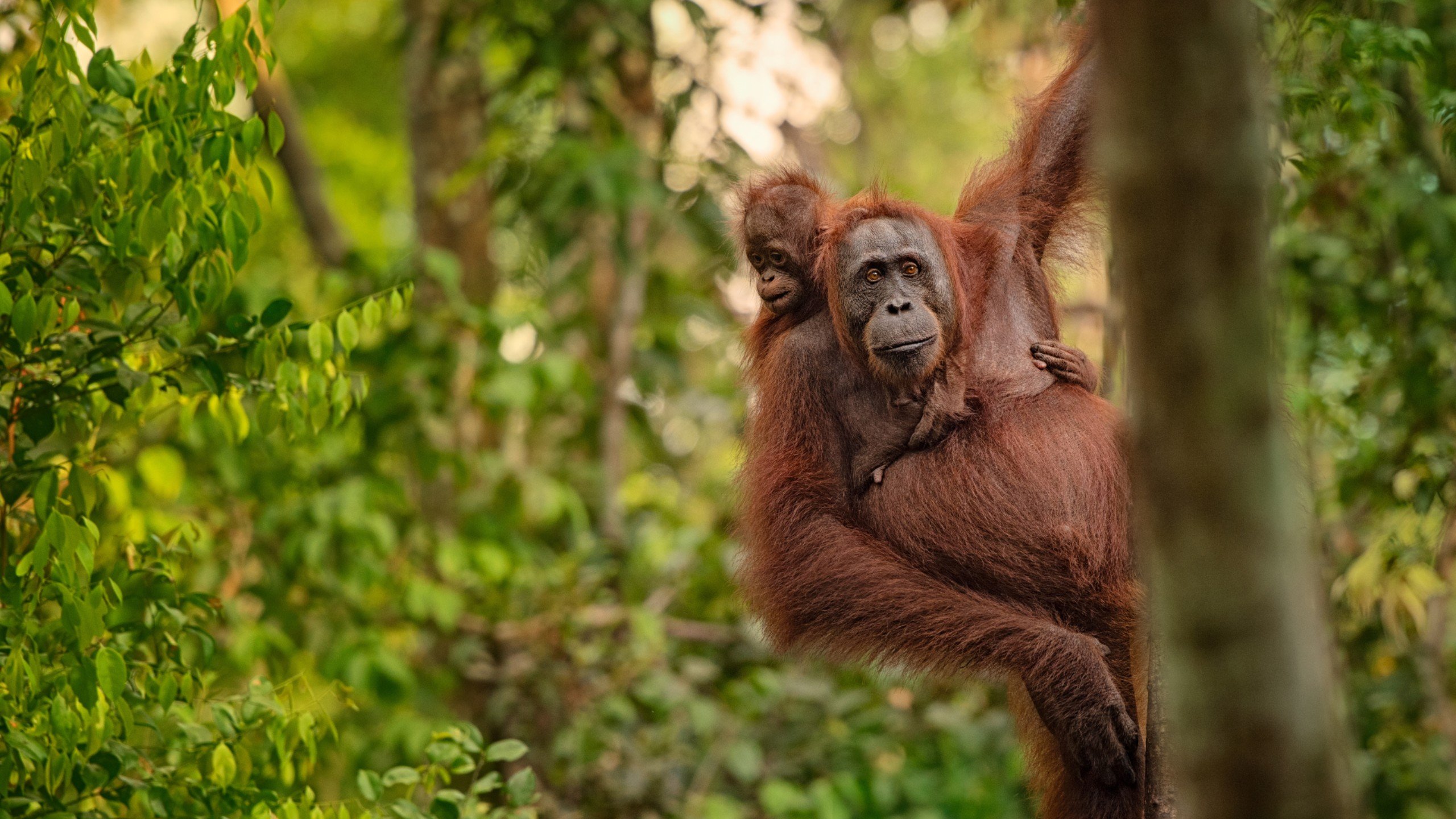 Borneo Wildlife Explorer and Langkawi Beaches | Jacada Travel