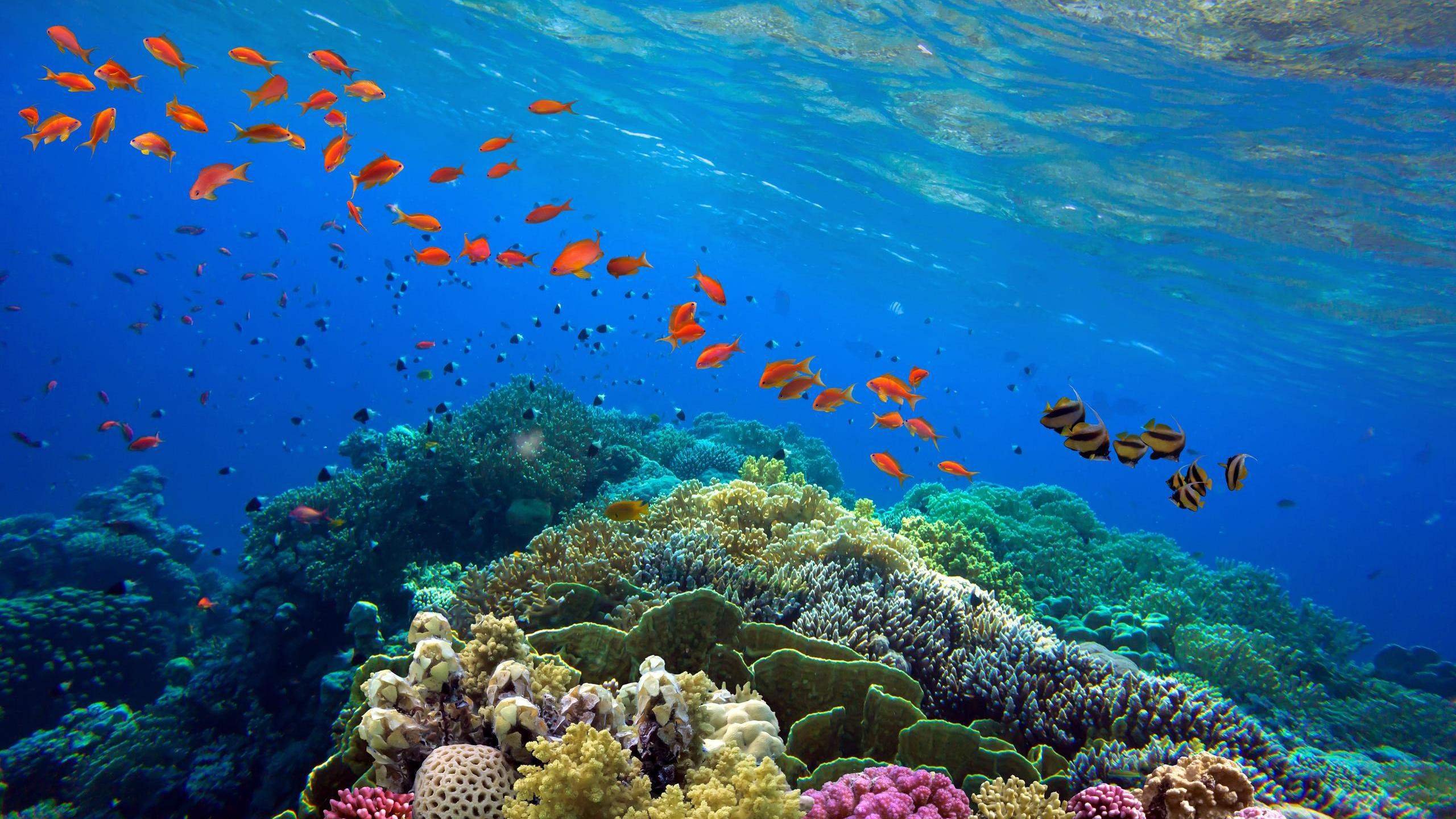 A Guide to Visiting the Great Barrier Reef | Jacada Travel