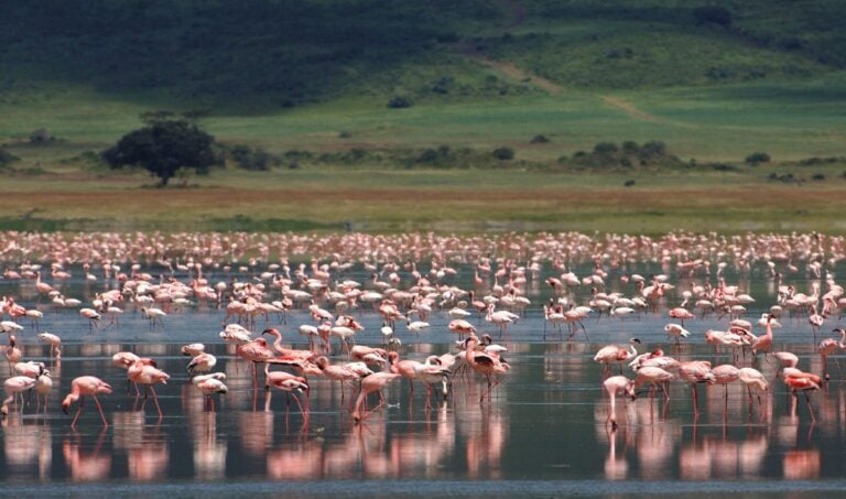 Flamingo Ngorongoro