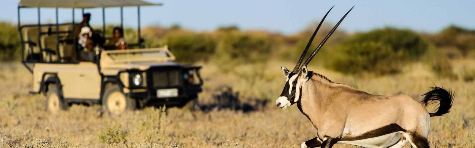 Antelope seen on safari, Central Kalahari Game Reserve, Botswana