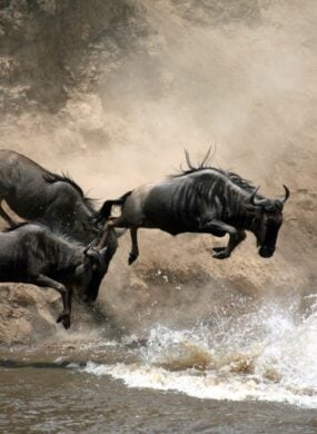 great-migration-river-crossing-kenya