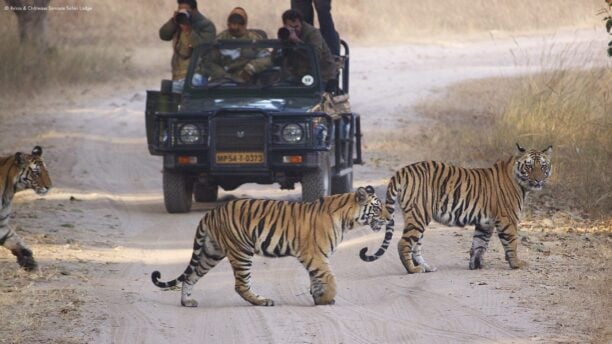 samode-safari-lodge-bandhavgarh-india