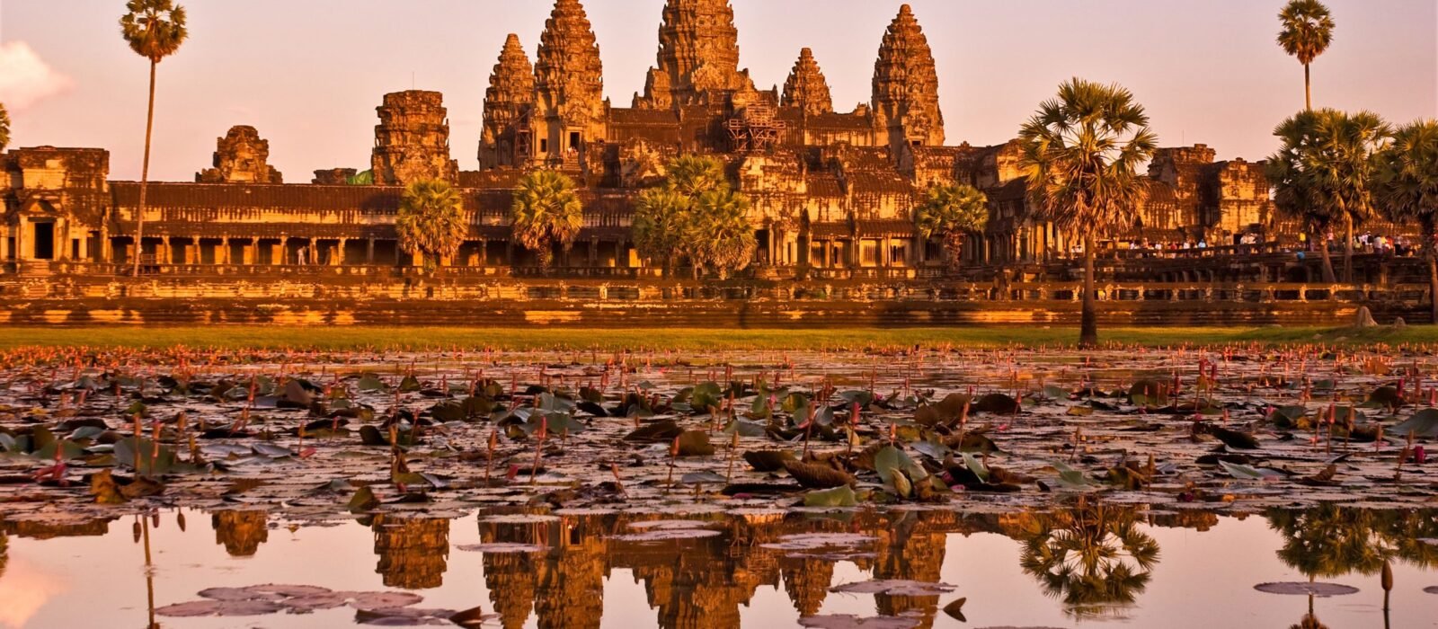 Angkor Wat reflecting in the lily pad strewn lake at sunrise, Siem Reap, Cambodia