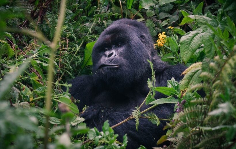 gorilla-rwanda