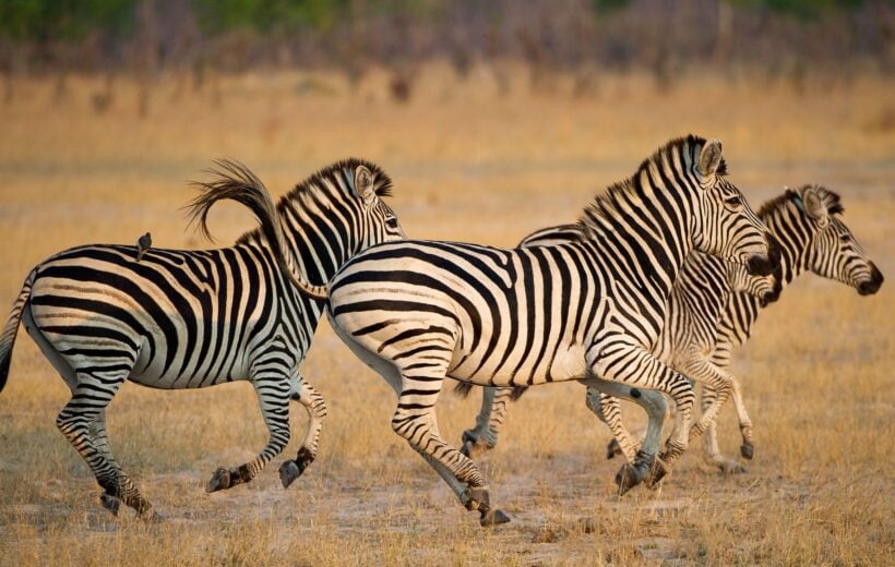 Herd of zembra running through the dry plains