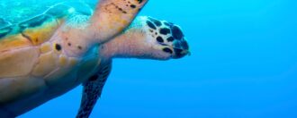 Turtle underwater